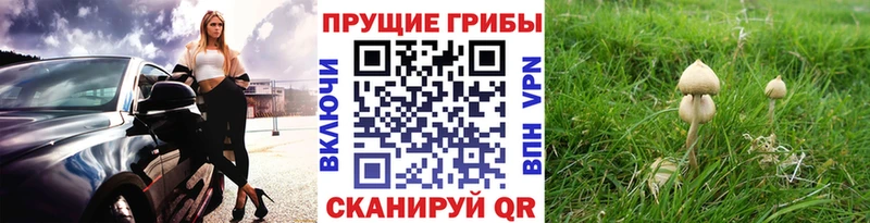 Псилоцибиновые грибы Psilocybe  МЕГА сайт  Тетюши 